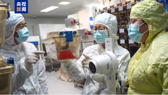 ጠፈርተኛ አይጦች ወደ ምድር ተመልሰው ቤተሰብ መሰረቱ